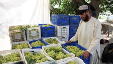 ګالري؛ د انګورو د حاصلات فصل